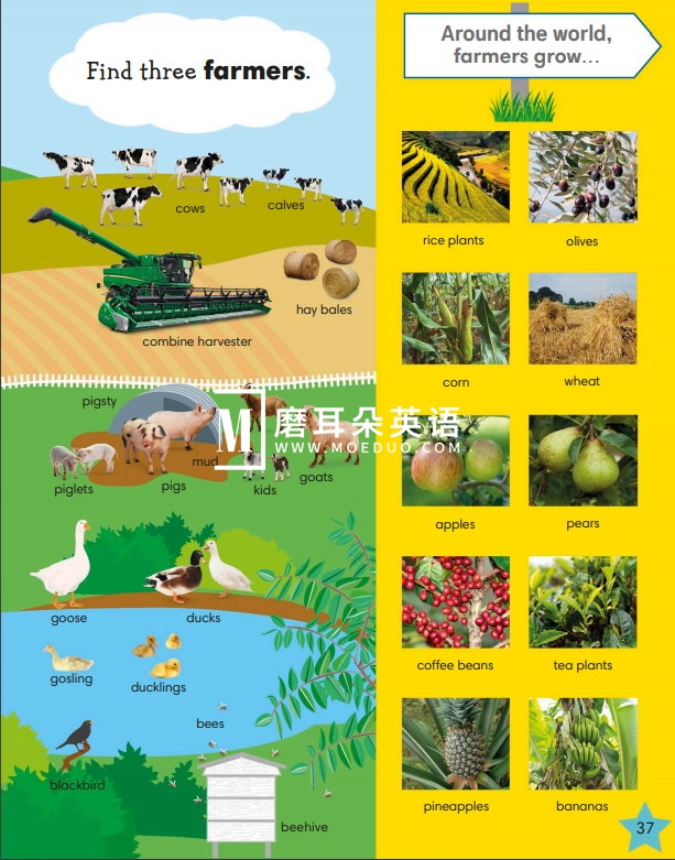 DK 1000 useful words 图片30 DK 1000 useful words 图片29